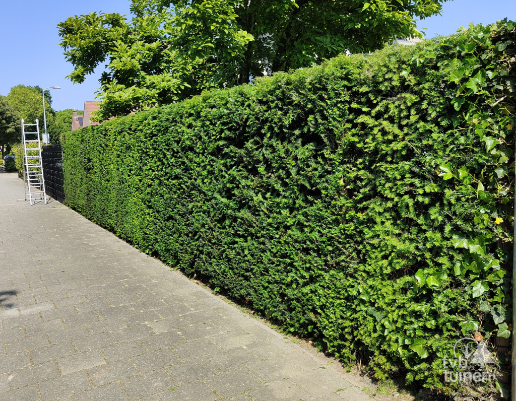 onderhoud-tuin-snoeien-tvbtuinen
